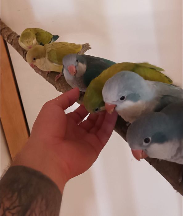 Papagali vorbitori puiuti blanzi micul alexandru calugari