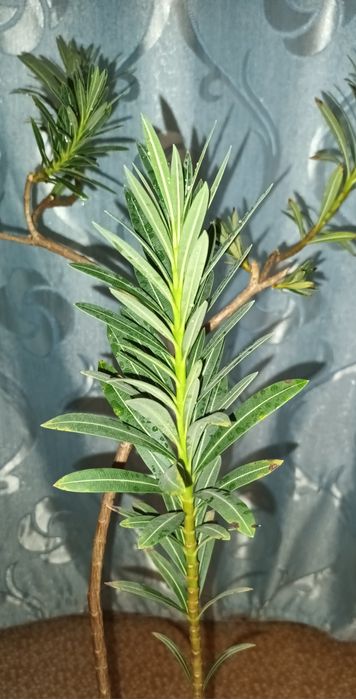 Олеандр комнатное растение