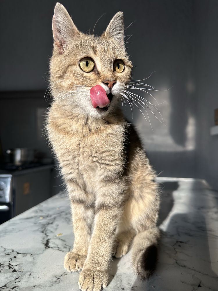 Котенок в добрые руки