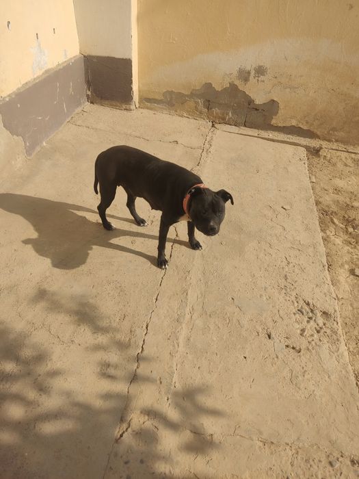 Пит булл сотлади