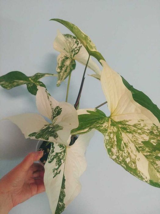 Сингониум Империал Вайт