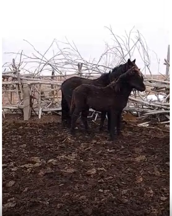 Согым жабагы жеребенок