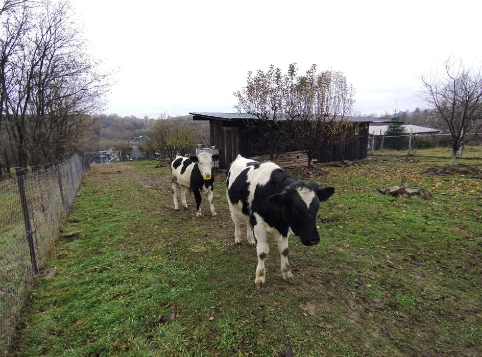 Vând viței crescuți bio