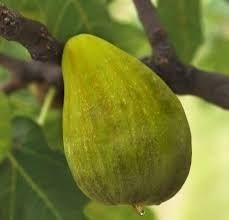 Smochin bifer diferite soiuri ( cu doua recolte pe an ! )