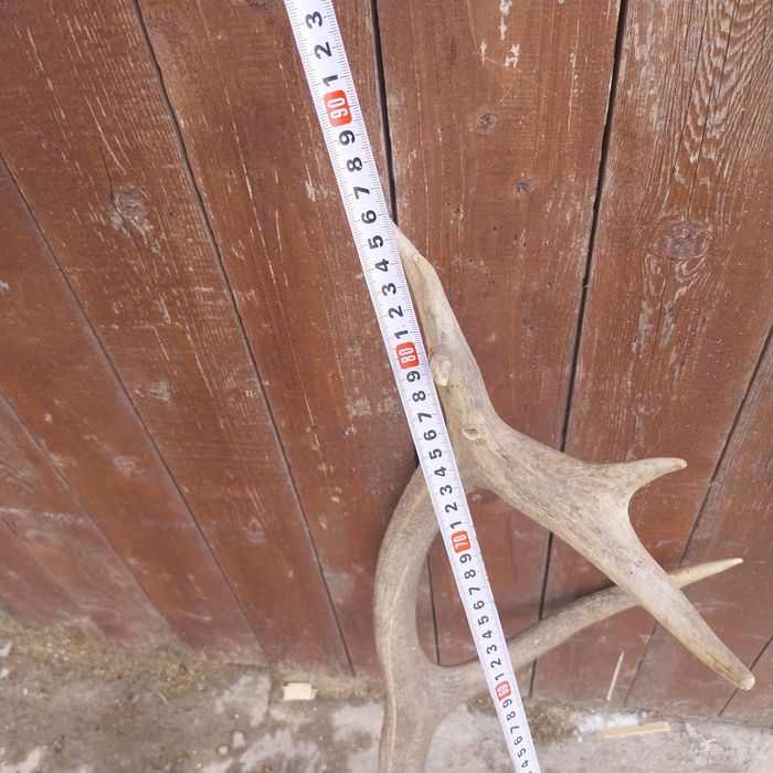 Corn de cerb carpatin