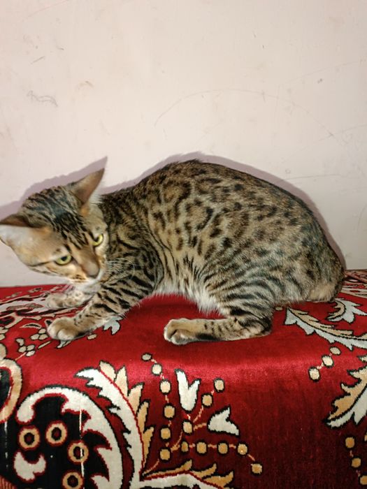 Продается кошка Бенгальская