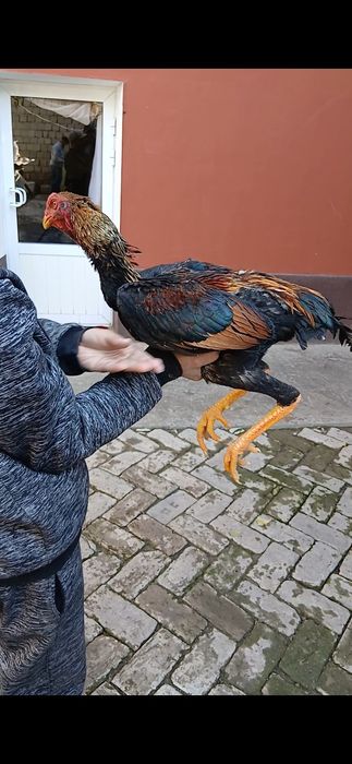 Дакан жужалар сотилади.