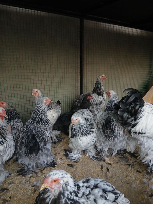 Продоётся кур брама в Ташкенте.