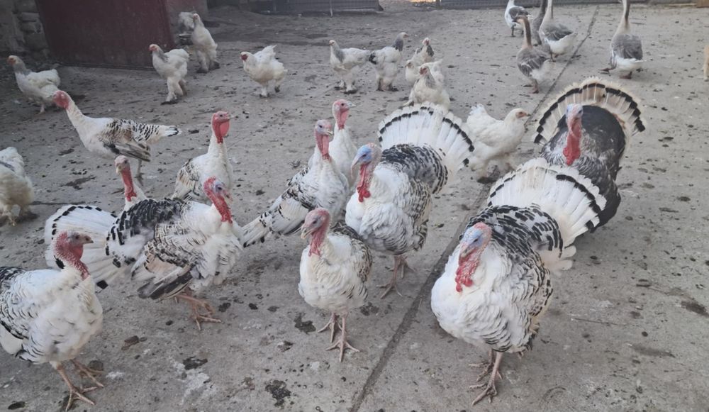 Vînd curci rațe și gîște