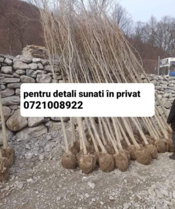Vând plante ornamentale
