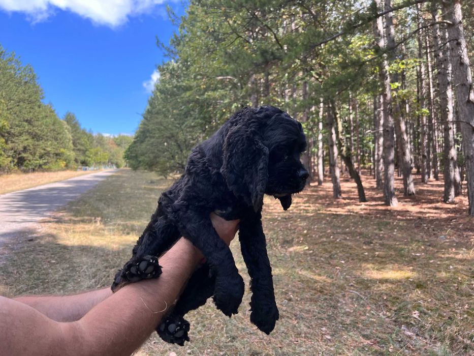 Американски кокер шпаньоли и спрингер шпаньол