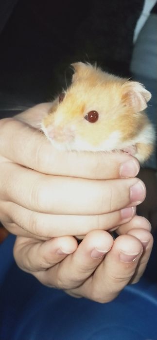 Хомяки два самца