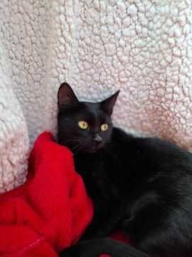 Adoptie pisica neagra castrata