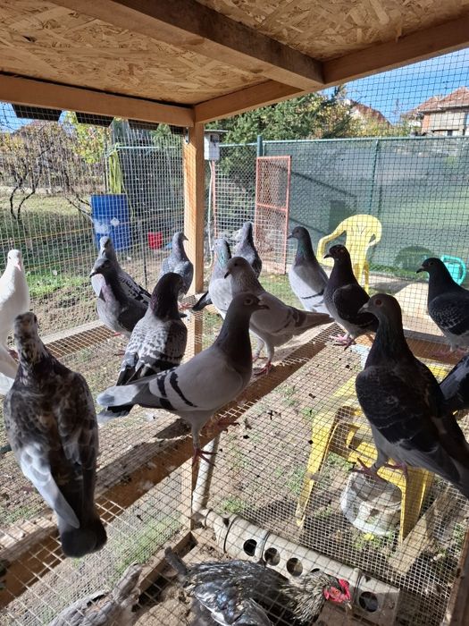 Voiajori pui 2025 si maturi