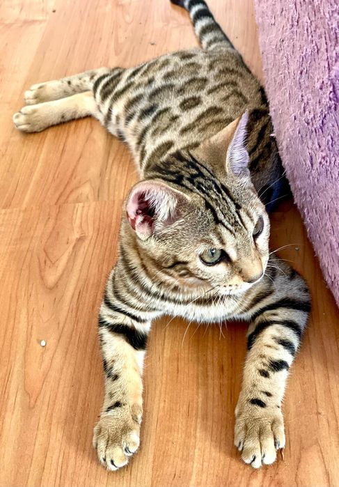 Бегалски момче и момиче от родители Шампиони