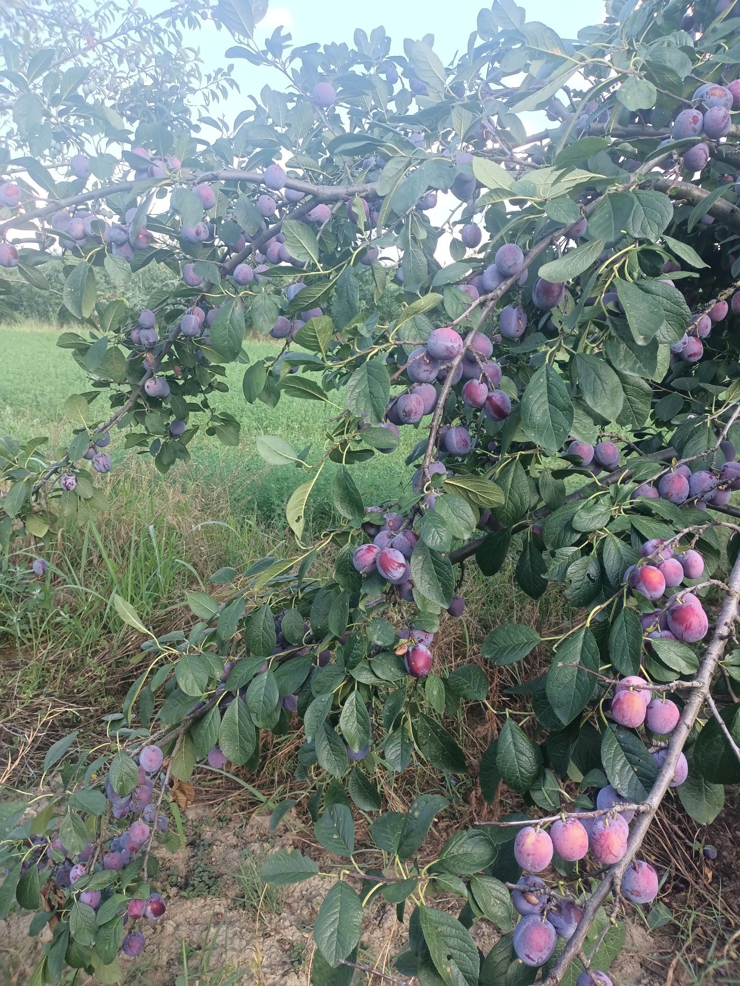 prune pt piata și țuică