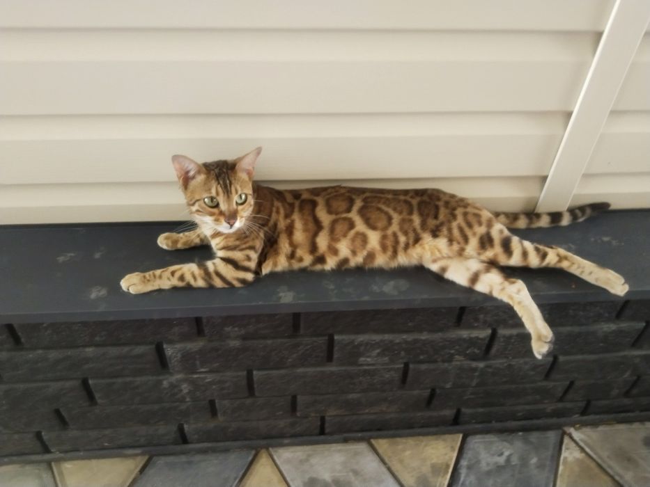 Бенгальская кошка пропала