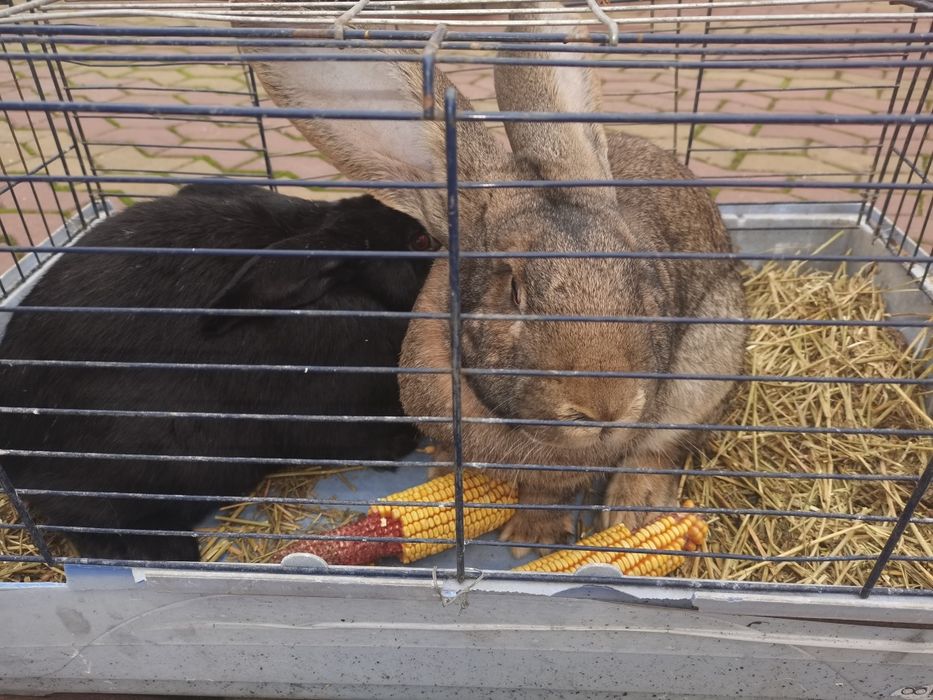 Vând iepuri de rasă