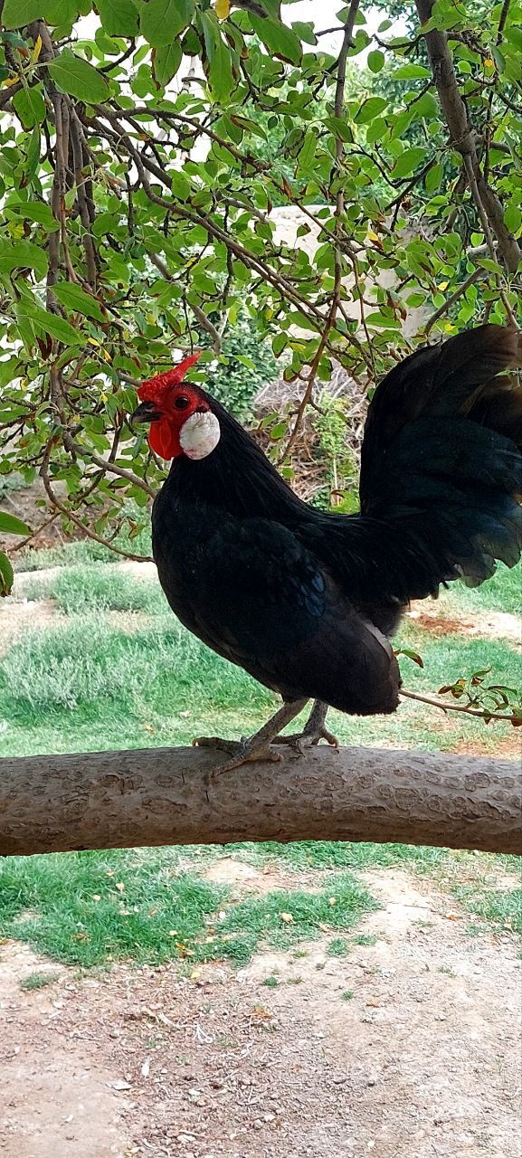 Bantam tovuq va xoʻrozlar