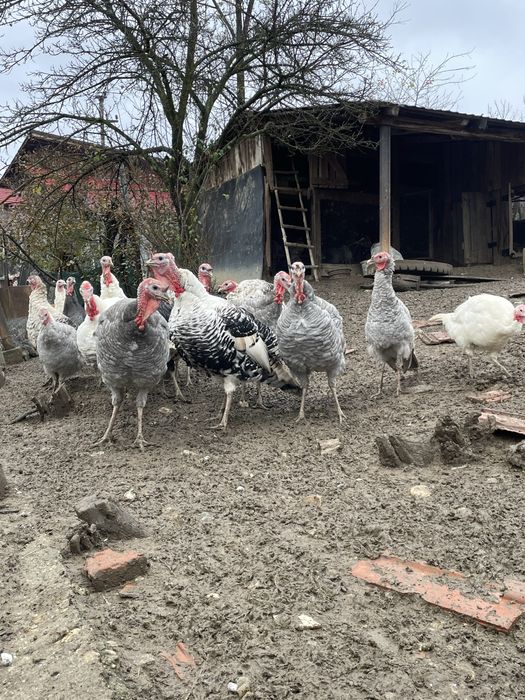 Curcani de vânzare – crescuți natural