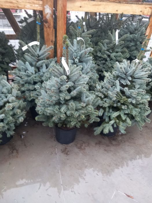 Vând brqzi verzi la ghiveci  și arginti