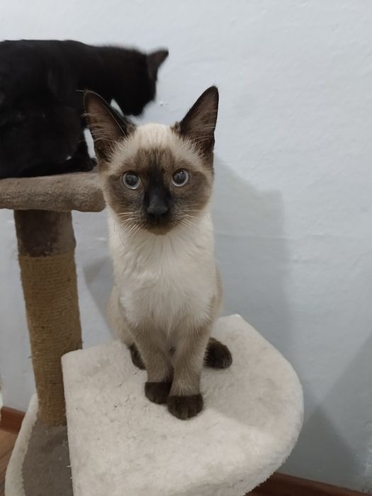 Отдам в хорошие руки.