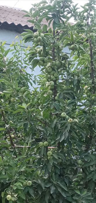 Опытний садовник богбон