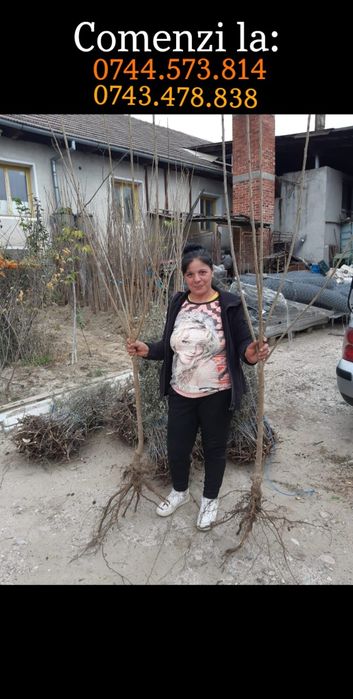 Pomi fructiferi:Ciresi.Alun.Nuc.Prun.Castan.Mar.Seminte Gizdei+Lucerna