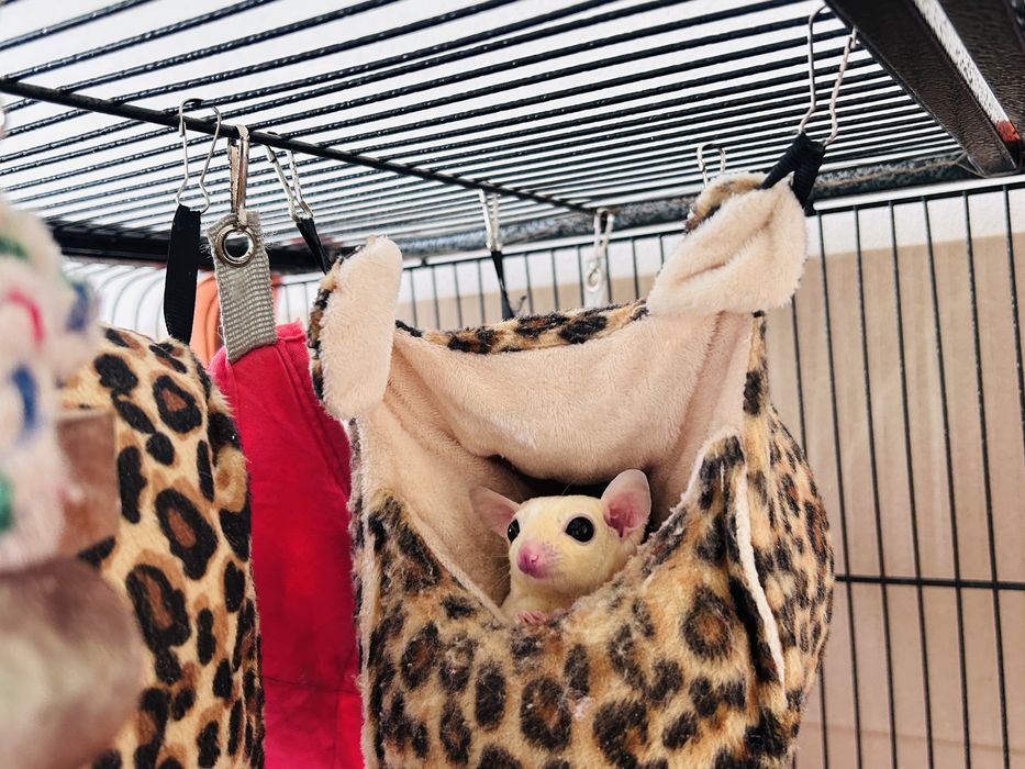 Sugar glider/ veverite zburatoare / petauro dello zucchero