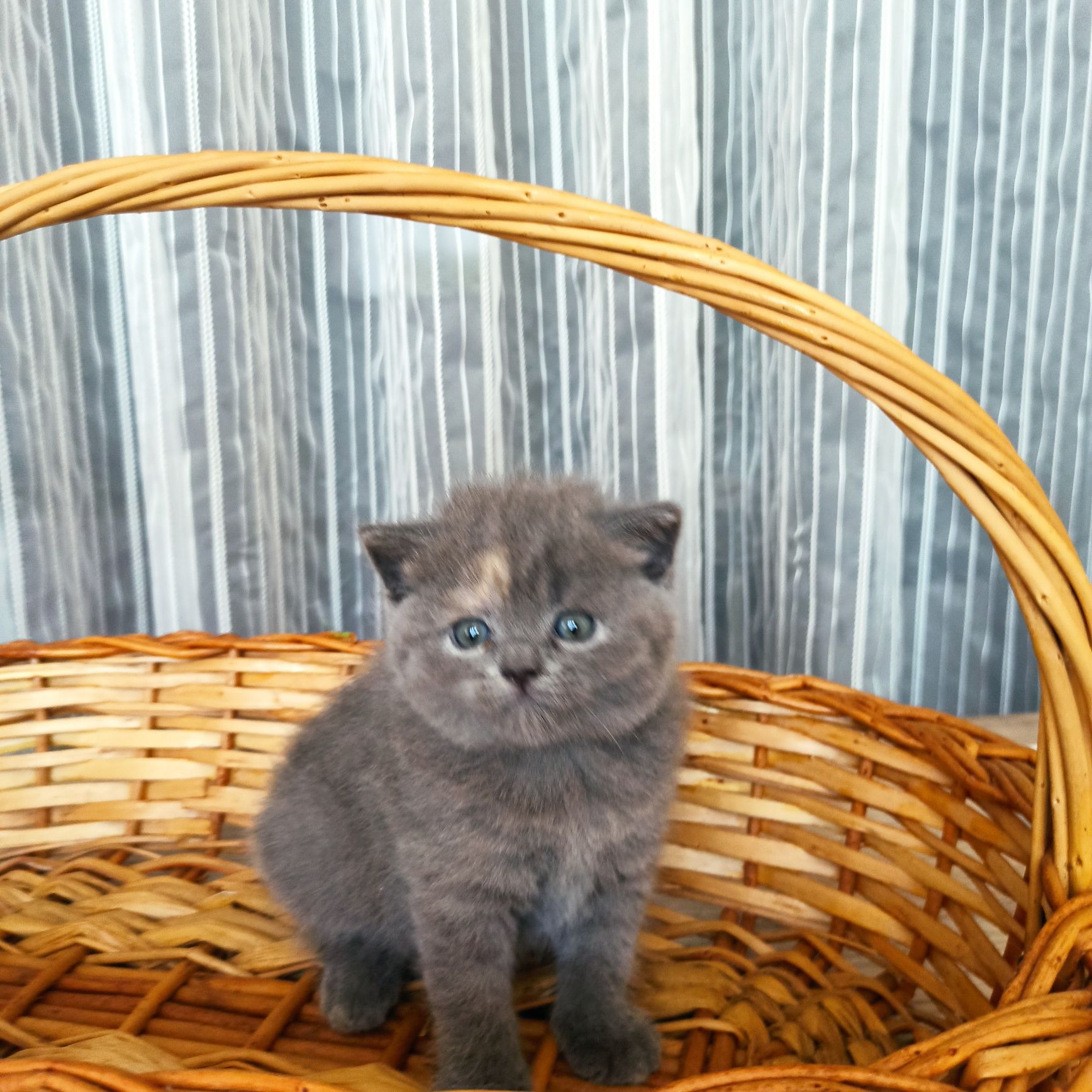 Продаюся девочки скоттиш страйт