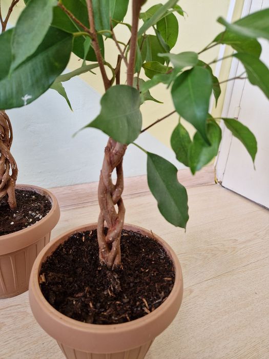 Ficus impletit, benjamina exotic