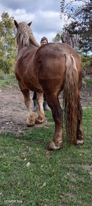 Vând doi cai urgent
