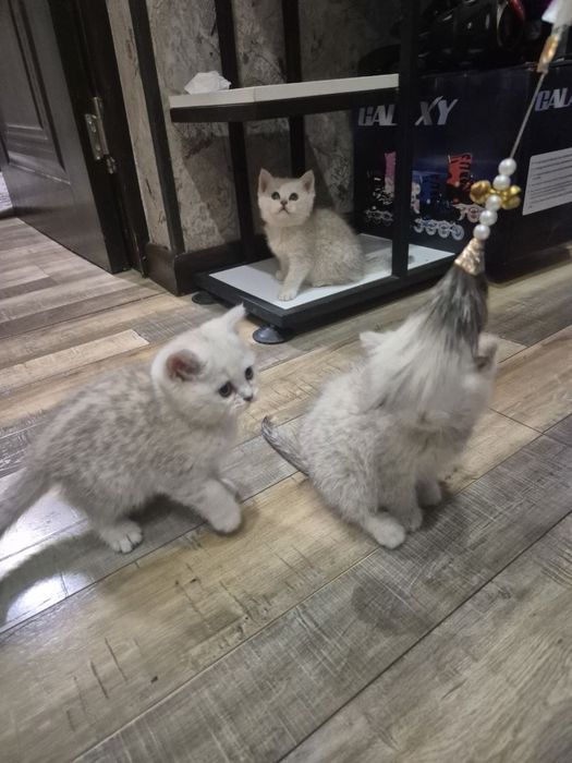 Котята -скотиш страйк, приучены к лотку и едяд корм