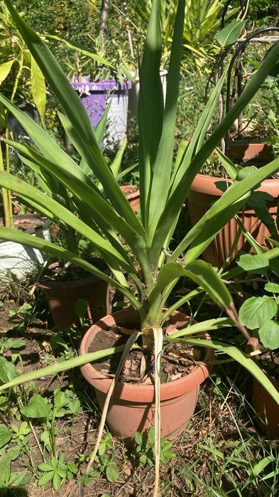 Planta de apartament Yuka, diverse marimi