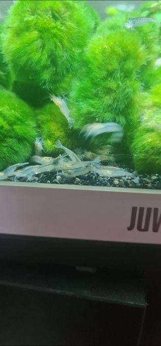 Creveti acvariu , amano