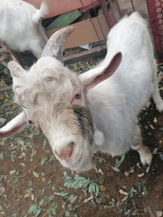 2 Țapi de vânzare, rasă Albă de Banat