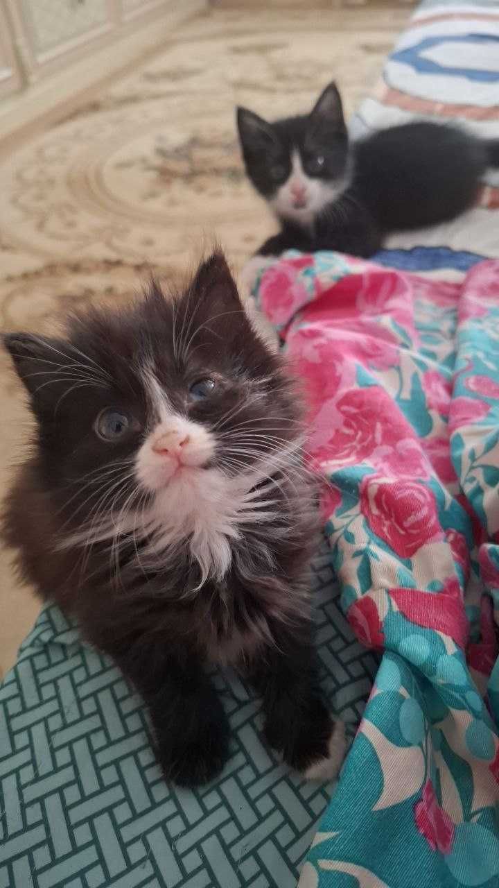 Отдам котят бесплатно