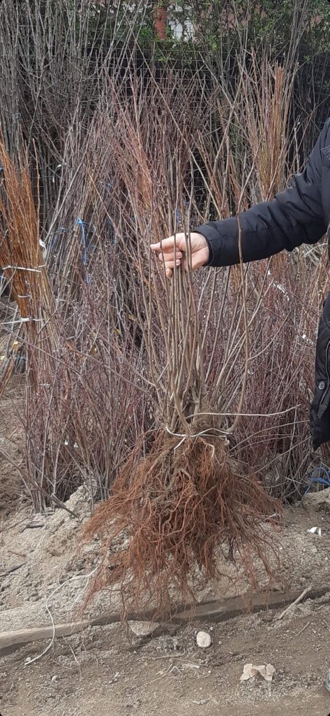 FAN>RO pomi fructiferi Cires Prun Gutui Migdal Aronia Alun Visin Mar