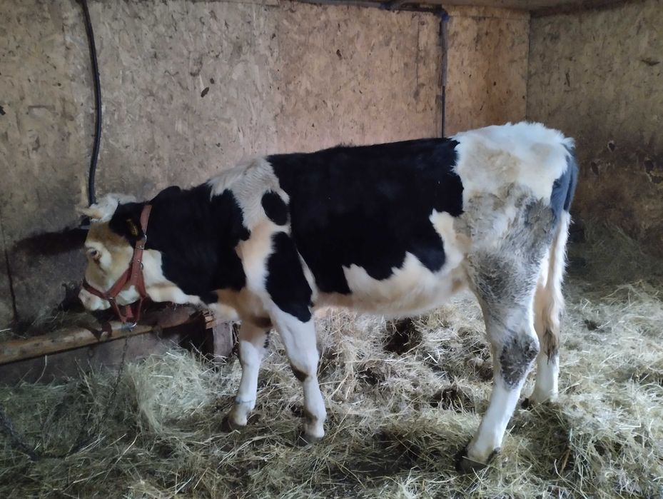 Vând vitea de un an