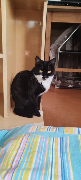 В добрые и заботливые руки