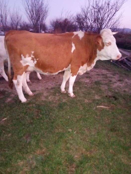 De vânzare 5 vaci Bălțate Românești