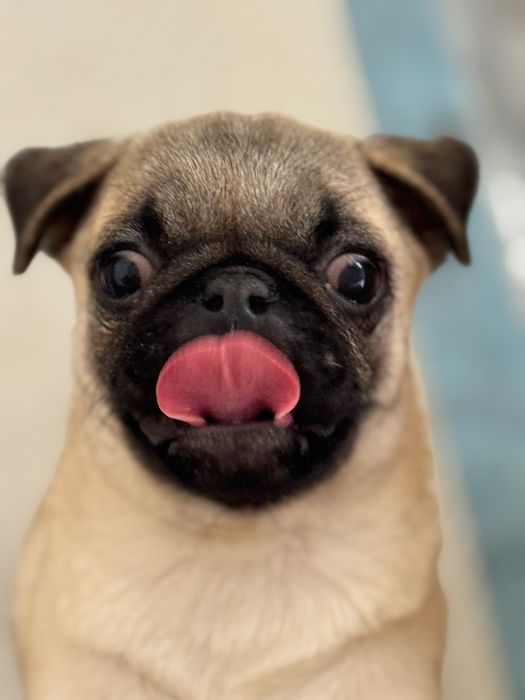 Продается мопс-девочка