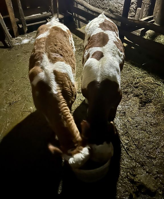 Vitei Baltata romaneasca