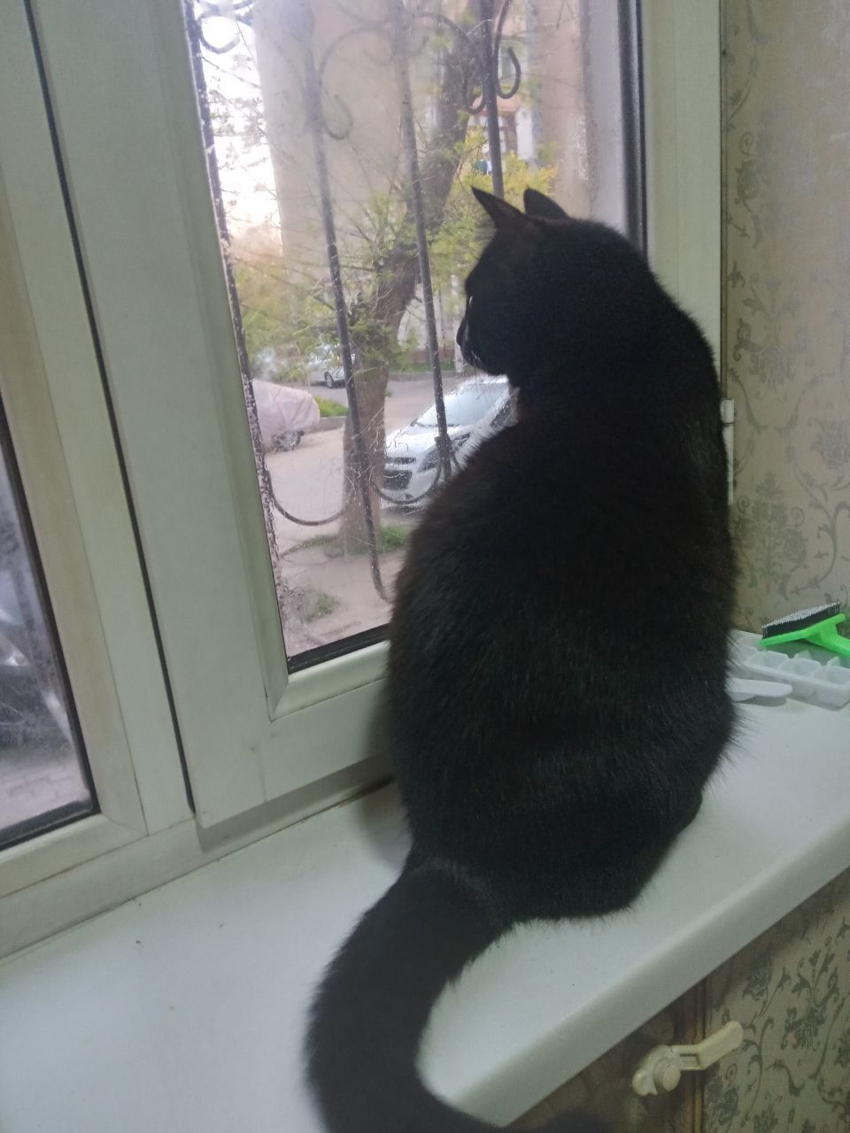 КОТ ЧЕРНЫЙ домашний