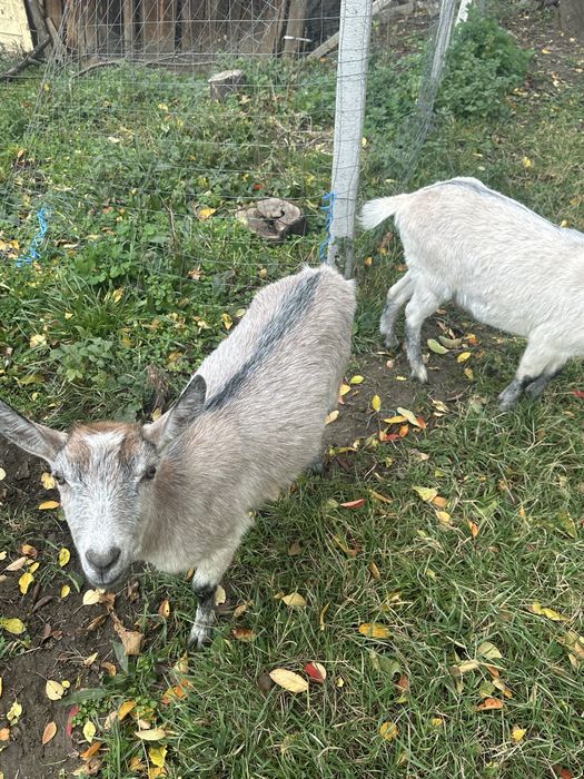 Vând iede două de anul trecut si trei de anul acesta