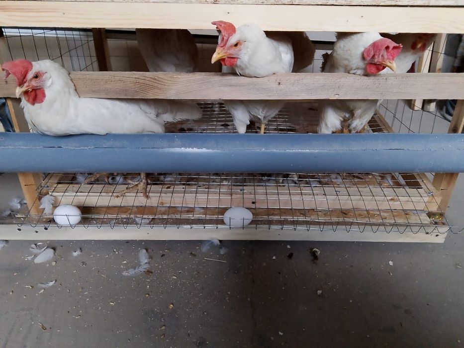 Продам курей несушек 6 шт по 1 200 тенге.