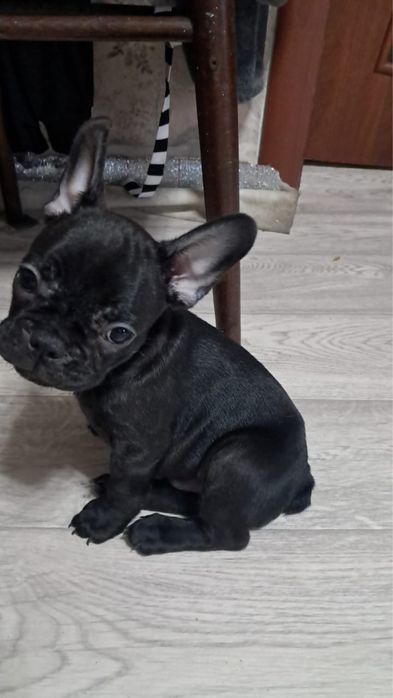 Продам щенка французского бульдога