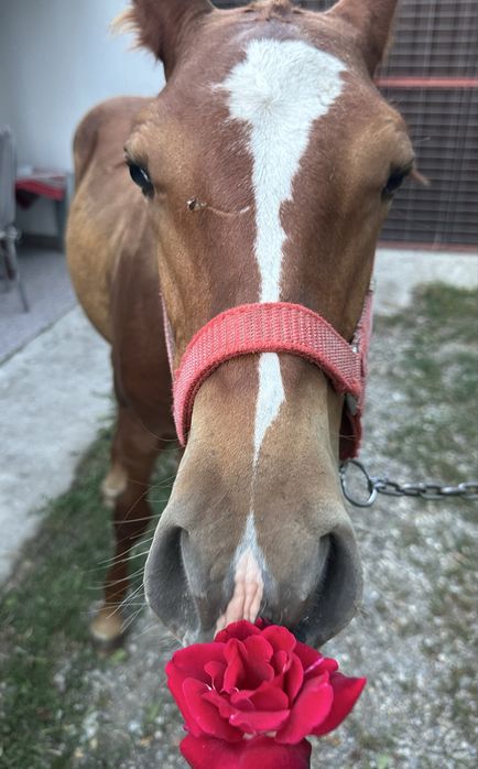 De vânzare manz(armasar) de 5 luni jumate