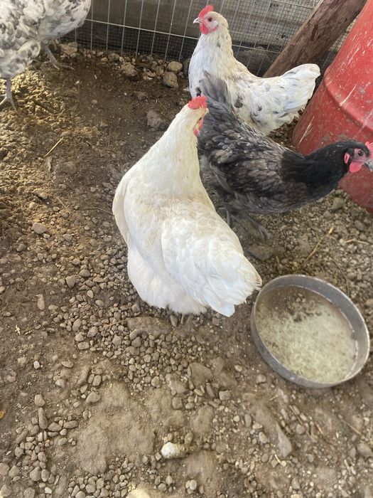 Gaina australorp alba