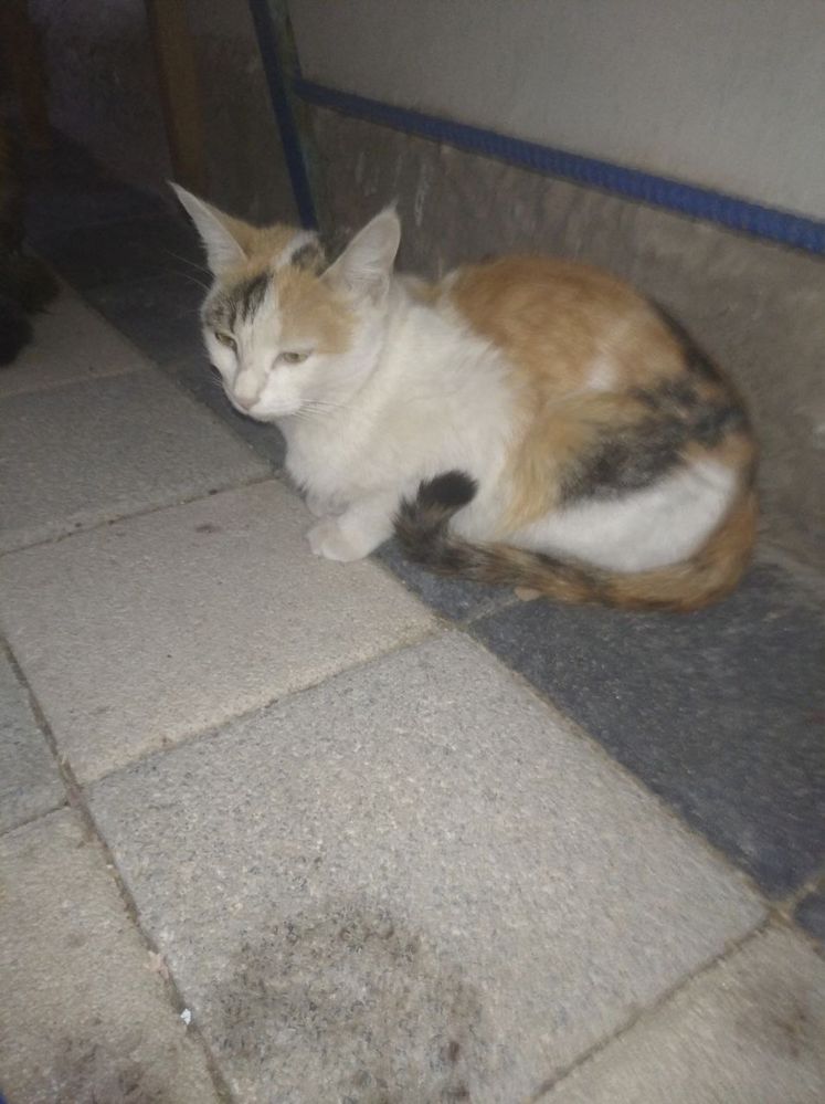 Mushuklar tekinga